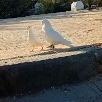 کبوتر