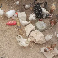 فروش فوری مرغ محلی