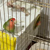 طوطی برزیلی|پرنده|سنندج, |دیوار