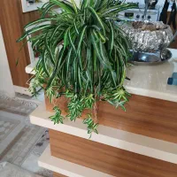 گل کندمی مصنوعی و گل یاس