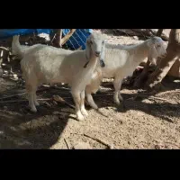 فروش یک بزغاله دوقلو زا ب همراه دوتا کره ویک نر|حیوانات مزرعه|ارزوئیه, |دیوار