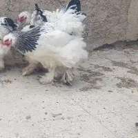 مرغ و خروس برهما|حیوانات مزرعه|تهران, بهارستان|دیوار