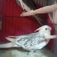 یک جفت عروس هلندی با تخم