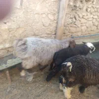 بره سبک نر حدودا 50 راس وزن 33کیلویی روی هم|حیوانات مزرعه|شیراز, حومه شیراز|دیوار