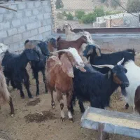 بز سابرین|حیوانات مزرعه|خرم‌آباد, |دیوار