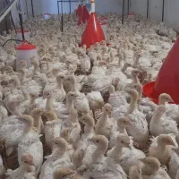 جوجه بوقلمون بیوتی6