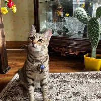 گربه خونگی|گربه|کرج, فاز ۳ گوهردشت|دیوار