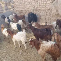 بزغاله پاکستانی اصل|حیوانات مزرعه|مشهد, باغ فراگرد|دیوار