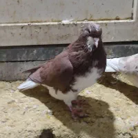 کبوتر شهری سرخ ویال زرد|پرنده|شیراز, شاهجیان|دیوار