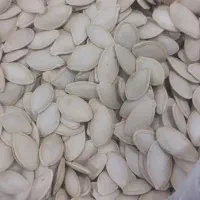 تخمه کدو گوشتی