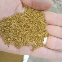 بذر یونجه اصلاح شده به قیمت کاراخانه