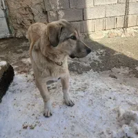 واگذاری|سگ|دهگلان, |دیوار