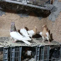 پرنده|پرنده|بروجرد, |دیوار