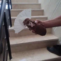 کفتر|پرنده|زارچ, |دیوار