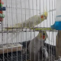 ۲ عدد طوطی عروس هلندی نروماده سیاه مون سوخنگو|پرنده|تربت‌حیدریه, اندیشه|دیوار