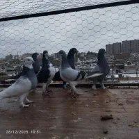 بهبهانی شهری