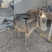 فروش ۲عدد الاغ در منطقه برخوار|حیوانات مزرعه|حبیب آباد, |دیوار