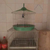 قفس|لوازم جانبی حیوانات|قم, بلوار امین و ساحلی|دیوار