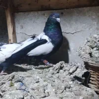 کفتر|پرنده|شیراز, کیان آباد|دیوار