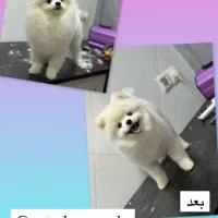 کوتاهی و شستشو انواع حیوانات خانگی|خدمات آرایشگری و زیبایی|فردیس, نسترن شرقی|دیوار