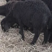 گوسفند.بره.قره قزل اصیل