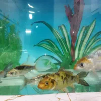 کوی فیش|ماهی|تبریز, |دیوار