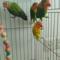 کوتوله طوطی برزیلی