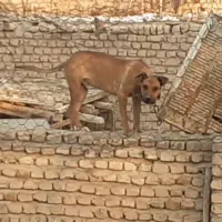 فروش ی جفت سگ.