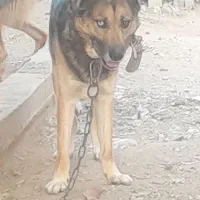 سگ ژرمن وک|سگ|پاکدشت, پاکدشت (مامازند)|دیوار