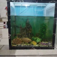 اکواریم 60×60