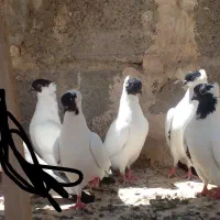 کبوتر نمایشی عطیقه