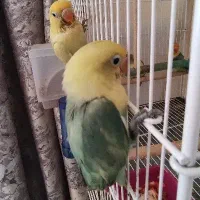 جوجه نرمه خور طوطی کوتوله برزیلی پاربلو|پرنده|صدرا-فارس, فاز ۱|دیوار