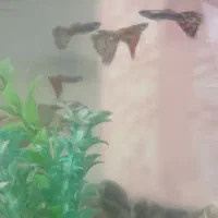 ماهی محبوب و زیبا آکواریوم|ماهی|گرگان, |دیوار