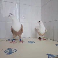 ابلغ افغانی هفت‌رنگ دم سفید کلاغ کربلایی|پرنده|مشهد, دانشجو|دیوار