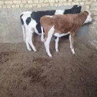 دو راس گوساله ماده سیمنتال ودورگ