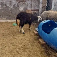 فروش بره قوچ قرچال
