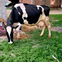 گاو هلشتاین ۲۰ کیلو شیر