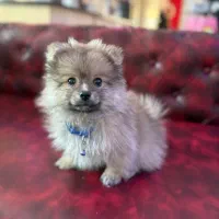 پامرین پرتغالی اصیل