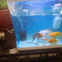 ماهی  گلدفیش