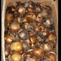 پیاز گل نرگس اصلاح شده