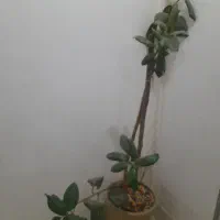 گل فیکوس زیبا