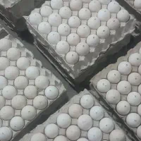 تخم نطفه دار بوقلمون برنز انگلیس اصل