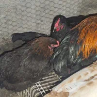 مرغ خروس سیاه بوقلمون نر|حیوانات مزرعه|مشهد, خواجه ربیع|دیوار