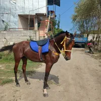 اسب ترکمن|اسب و تجهیزات اسبسواری|رشت, لاکان شهر|دیوار