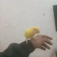 طوطی برزیلی دستی و فنچ کینگ با تخم