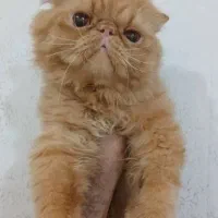 پرشین نر مولد