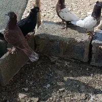 کبوتر|پرنده|شیراز, فخرآباد (دروازه کازرون)|دیوار