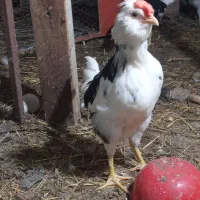 مرغ گلین با جوجه وخروس|حیوانات مزرعه|قائمشهر, |دیوار