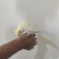 عروس هلندی لوتینو زعفرانی سخنگو|پرنده|مبارکه, |دیوار