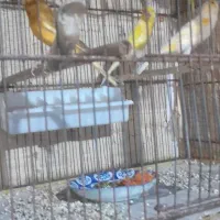 فروش قناری نر بخوان|پرنده|خشکبیجار, |دیوار